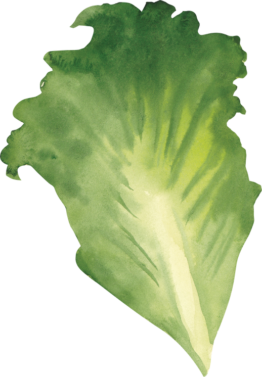 Lettuce Leaf Watercolor